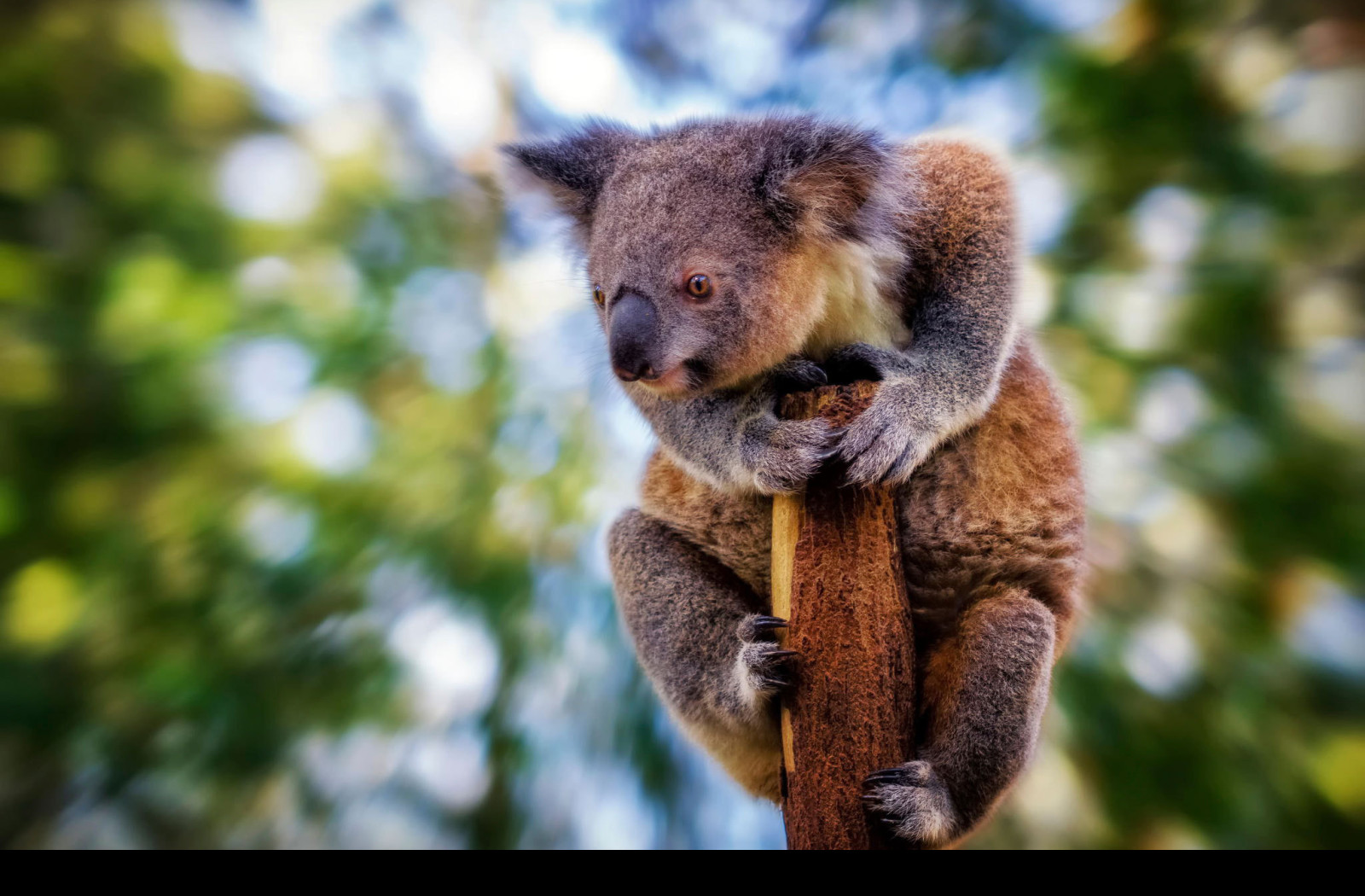 Tapeta koala