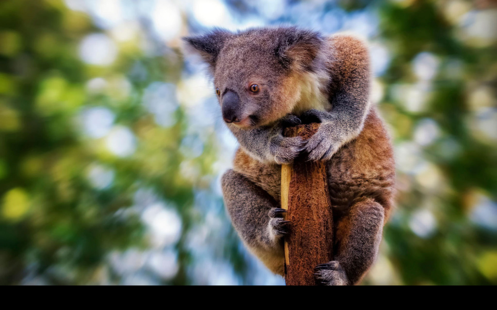Tapeta koala