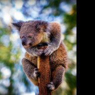 Tapeta koala