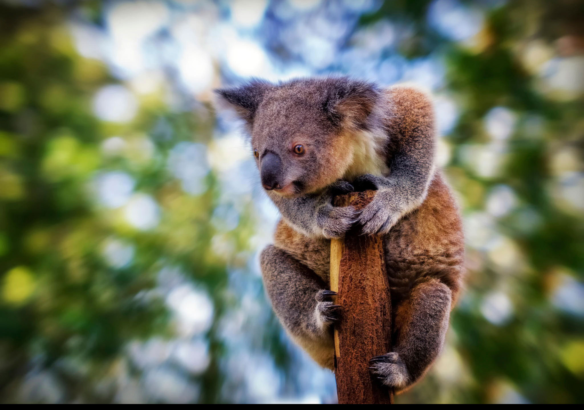 Tapeta koala