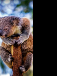 Tapeta koala
