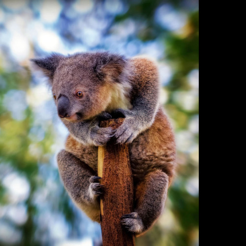 Tapeta koala