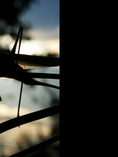 Tapeta kobylka_pri_zapadu_slunce