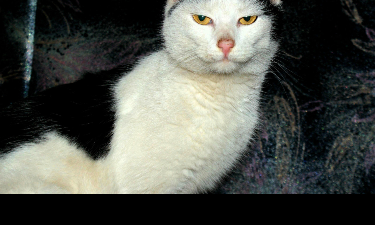 Tapeta kocicak_2