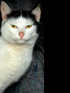 Tapeta kocicak_2
