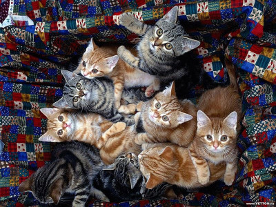 Tapeta: Kočičky