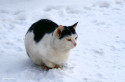 Tapeta kočka na sněhu