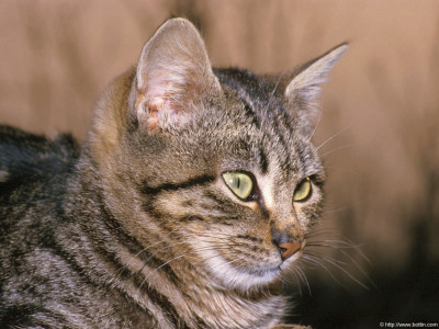 Tapeta: Kočka Tom 2