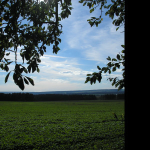 Tapeta kolem_detrichova_32