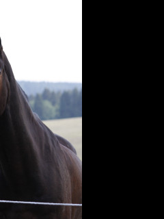 Tapeta kone42