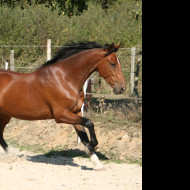 Tapeta kone52