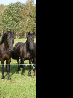 Tapeta kone72