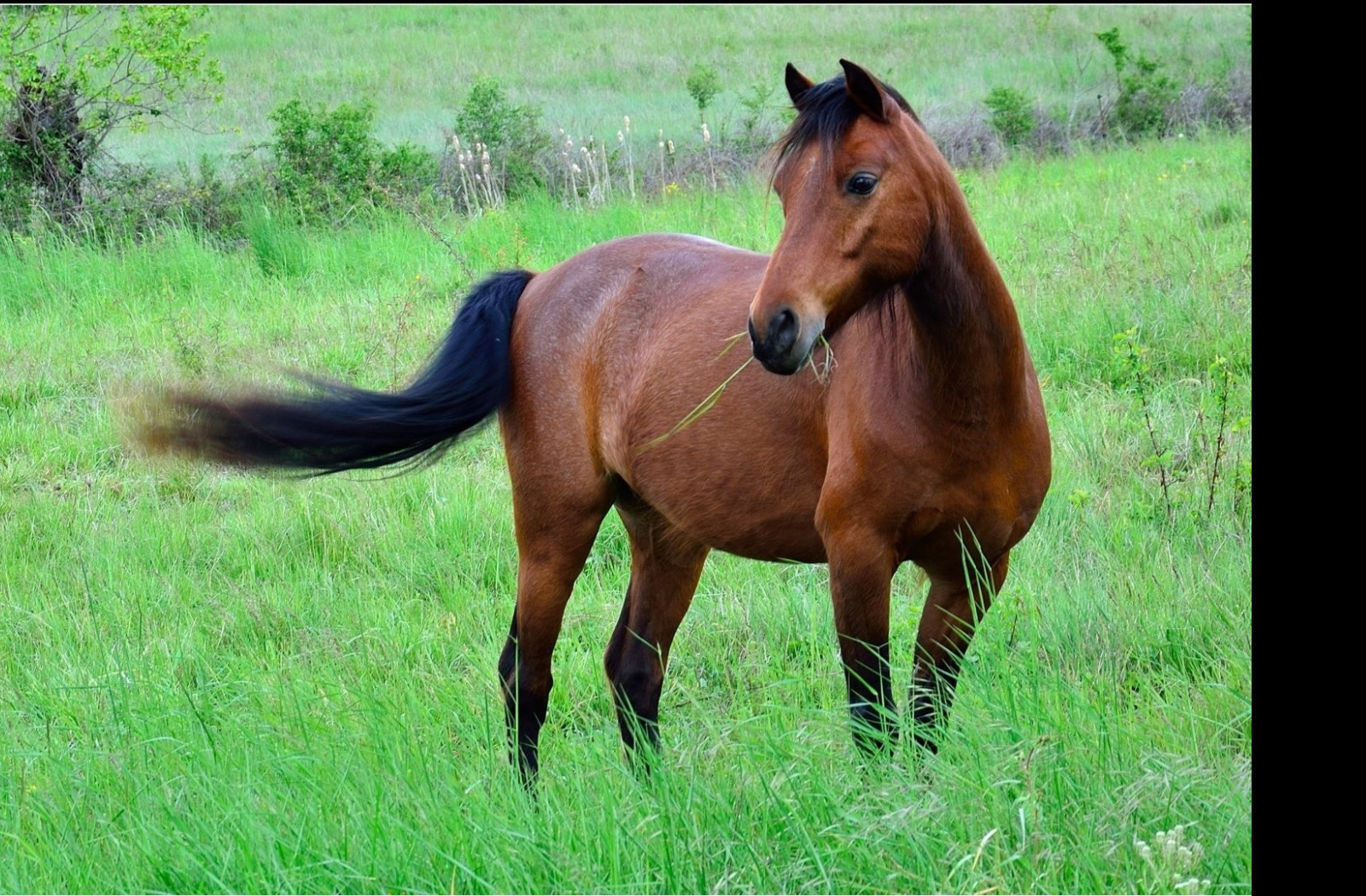 Tapeta kone_16