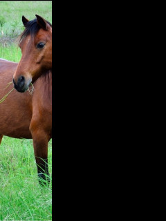 Tapeta kone_16
