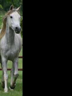 Tapeta kone_24