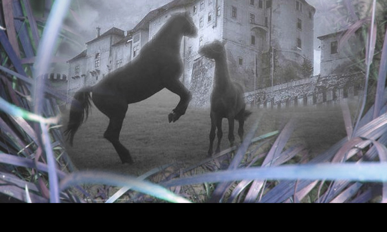 Tapeta kone_v_podhradi