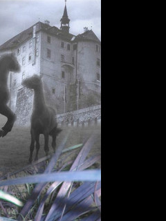 Tapeta kone_v_podhradi