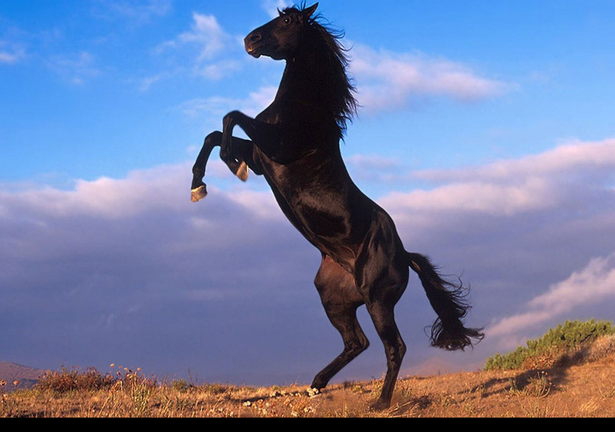 Эта лошадь красива и своенравна. Вороной Мустанг иноходец. Лошадь породы Мустанг иноходец. Мустанг лошадь черный. Гнедой Мустанг.