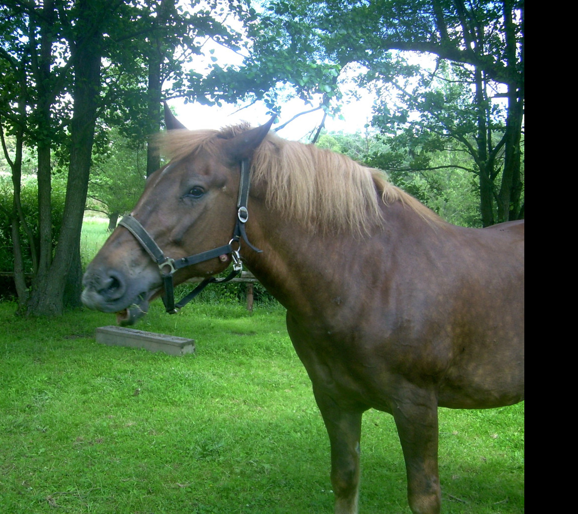 Tapeta konik_2___