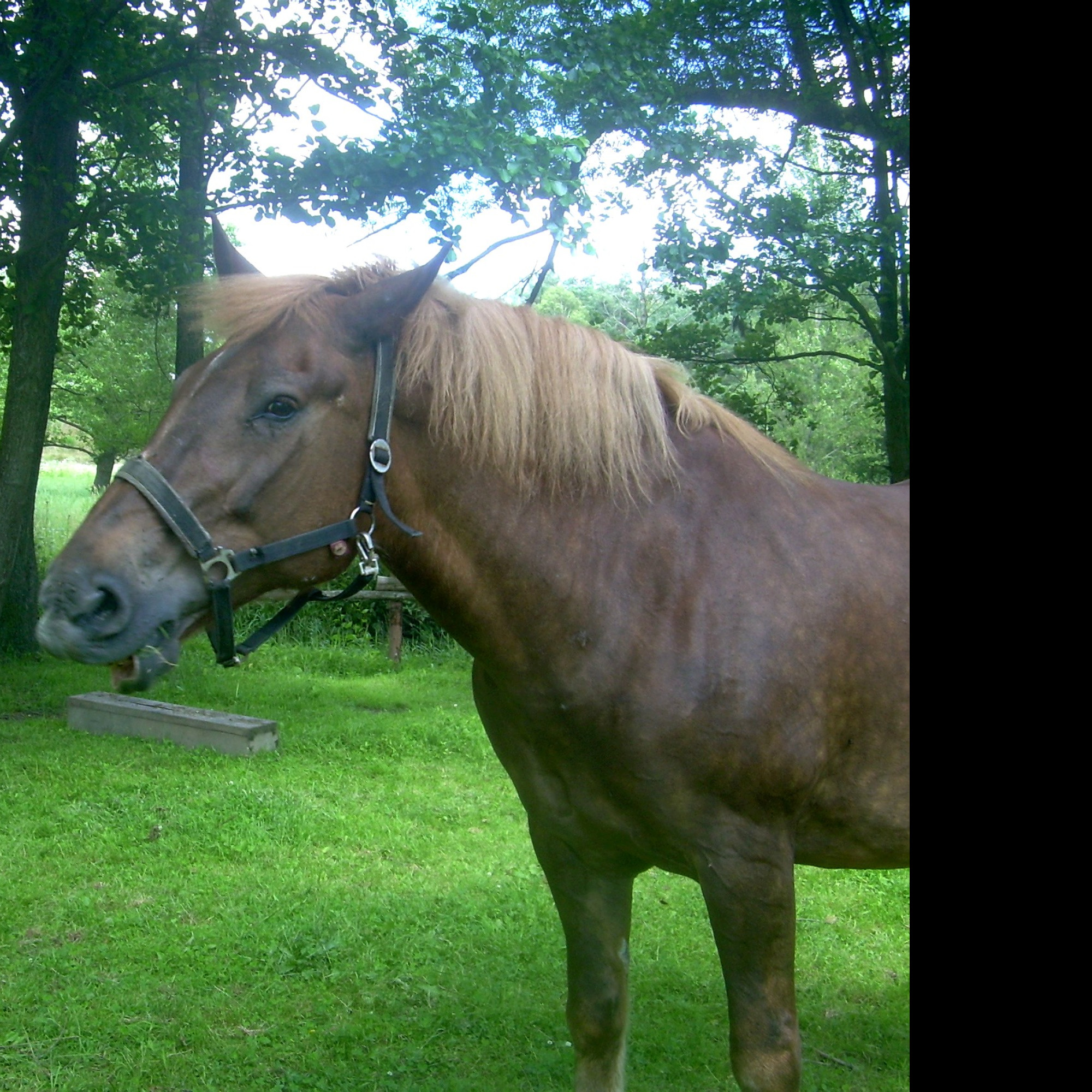 Tapeta konik_2___
