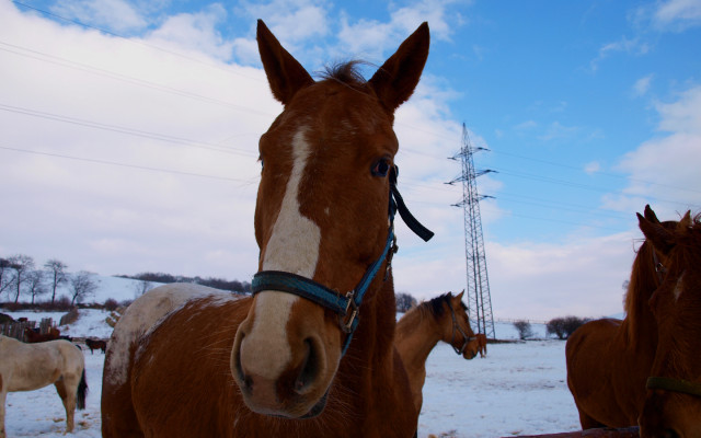 Tapeta konik_v_zime