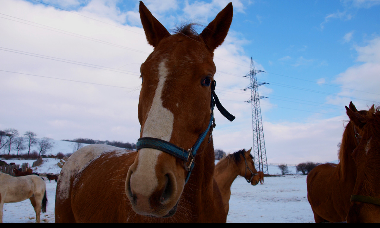 Tapeta konik_v_zime