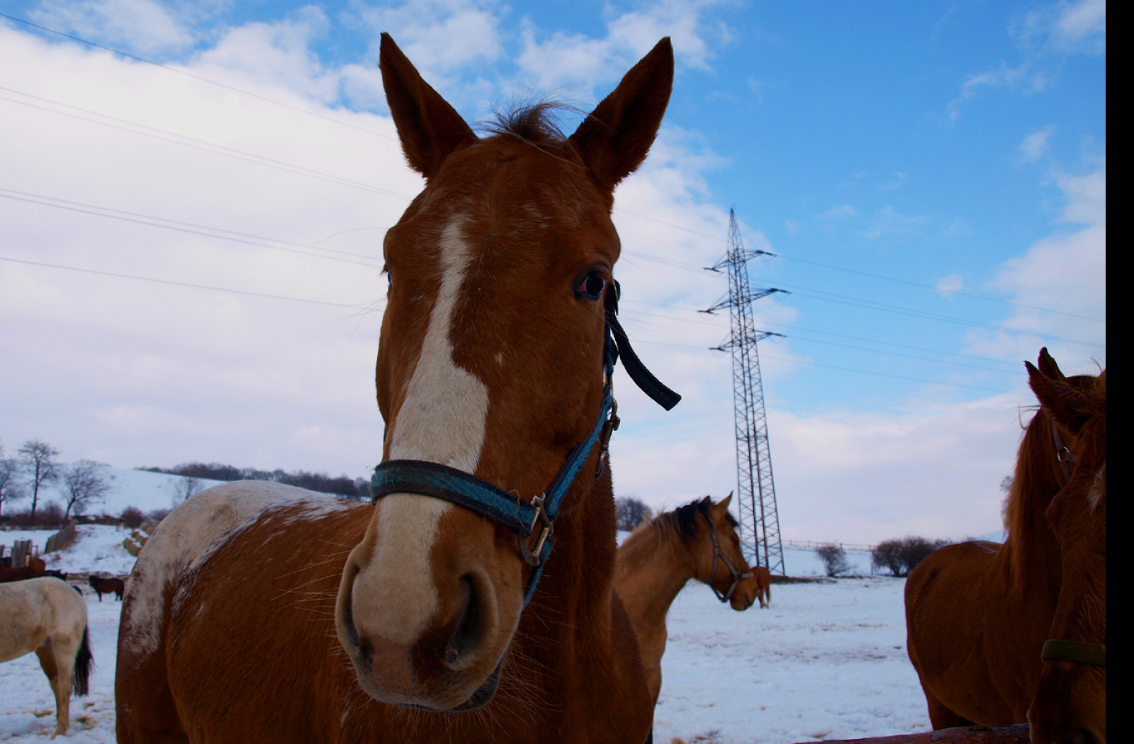 Tapeta konik_v_zime