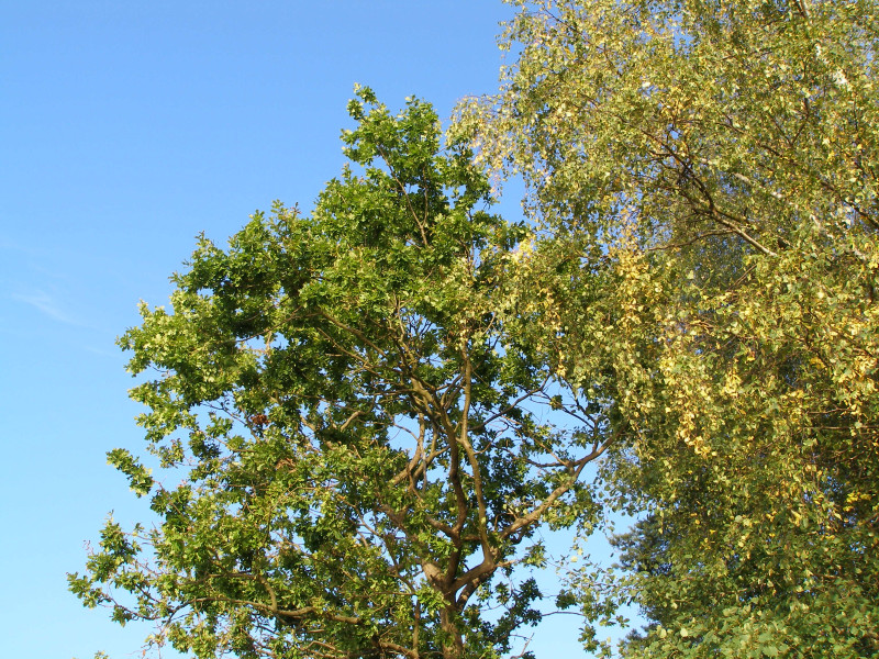 Tapeta koruny_stromu_sec_2