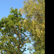 Tapeta koruny_stromu_sec_2