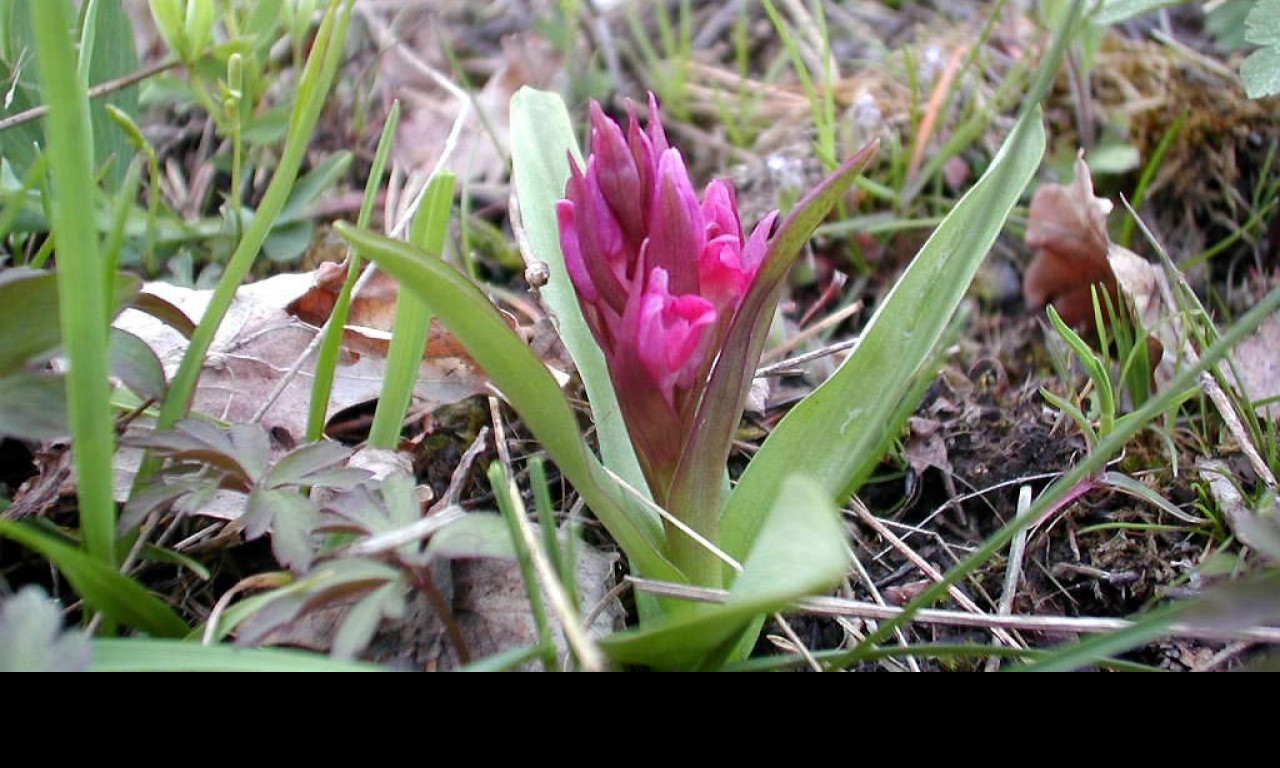 Tapeta kouzelneorchideje