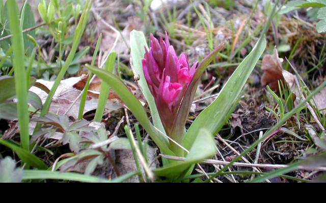 Tapeta kouzelneorchideje