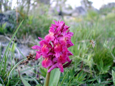 Tapeta: Kouzeln orchideje 10