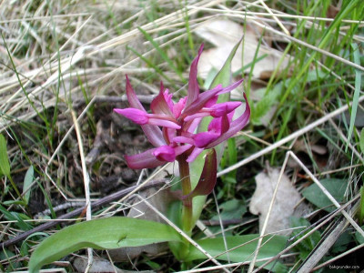 Tapeta: Kouzeln� orchideje 11