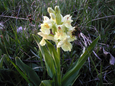 Tapeta: Kouzeln orchideje 14