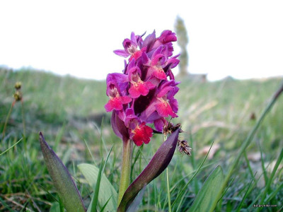 Tapeta: Kouzeln orchideje 15