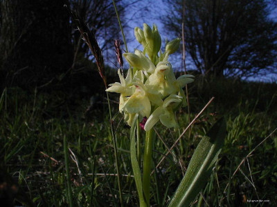 Tapeta: Kouzeln� orchideje 16