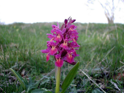 Tapeta: Kouzeln orchideje 18