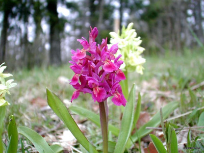 Tapeta: Kouzeln orchideje 20
