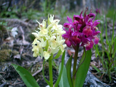 Tapeta: Kouzeln orchideje 21