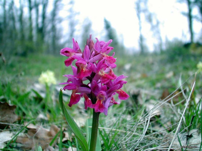 Tapeta: Kouzeln orchideje 23