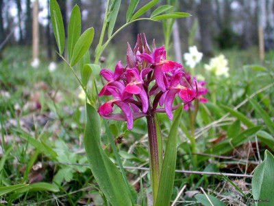 Tapeta: Kouzeln orchideje 4