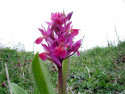Tapeta Kouzelné orchideje 6