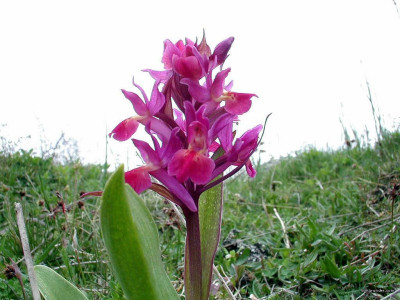Tapeta: Kouzeln orchideje 6