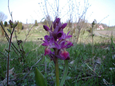 Tapeta: Kouzeln orchideje 7