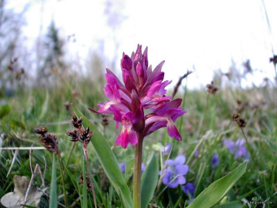 Tapeta: Kouzeln orchideje 8