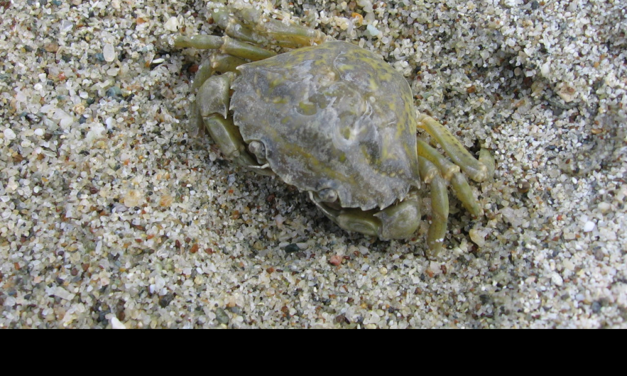 Tapeta krab_v_pisku