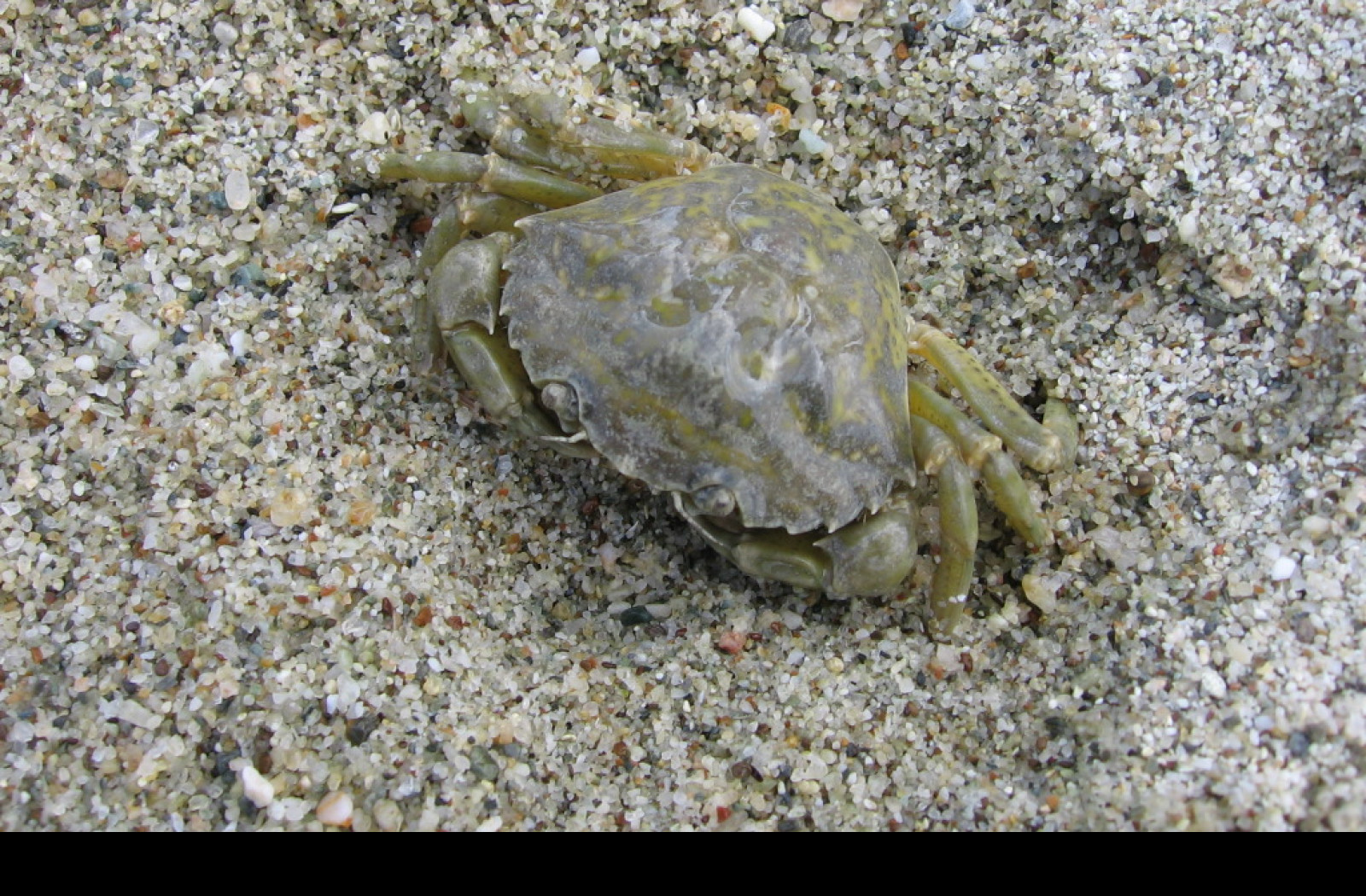 Tapeta krab_v_pisku