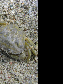 Tapeta krab_v_pisku