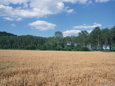 Tapeta: Krajina Piemonte