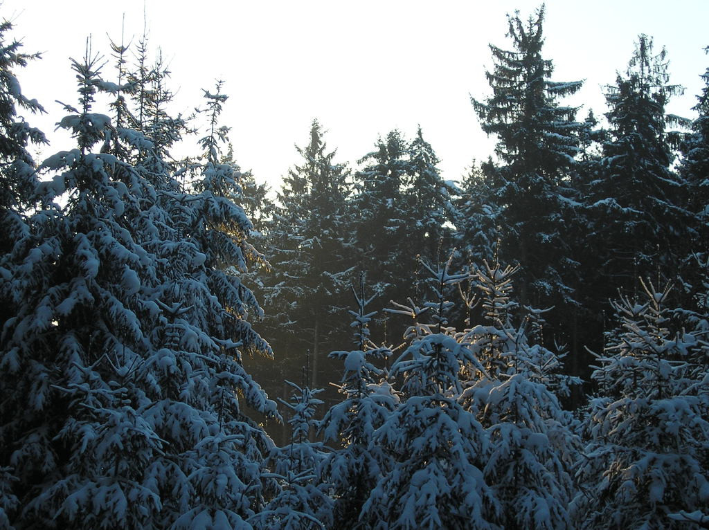 Tapeta krajina_nad_pomezim_05